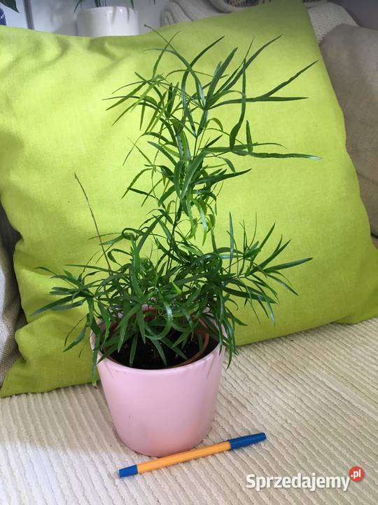 Asparagus falcatus mazowieckie Warszawa