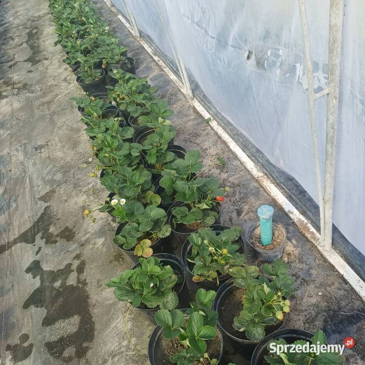 Sprzedam Flanc Truskawki powtarzalne Zamość