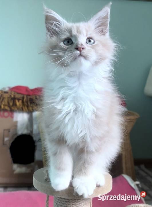 Maine Coon kocięta imporcie Linia Shaded dolnośląskie Wińsko