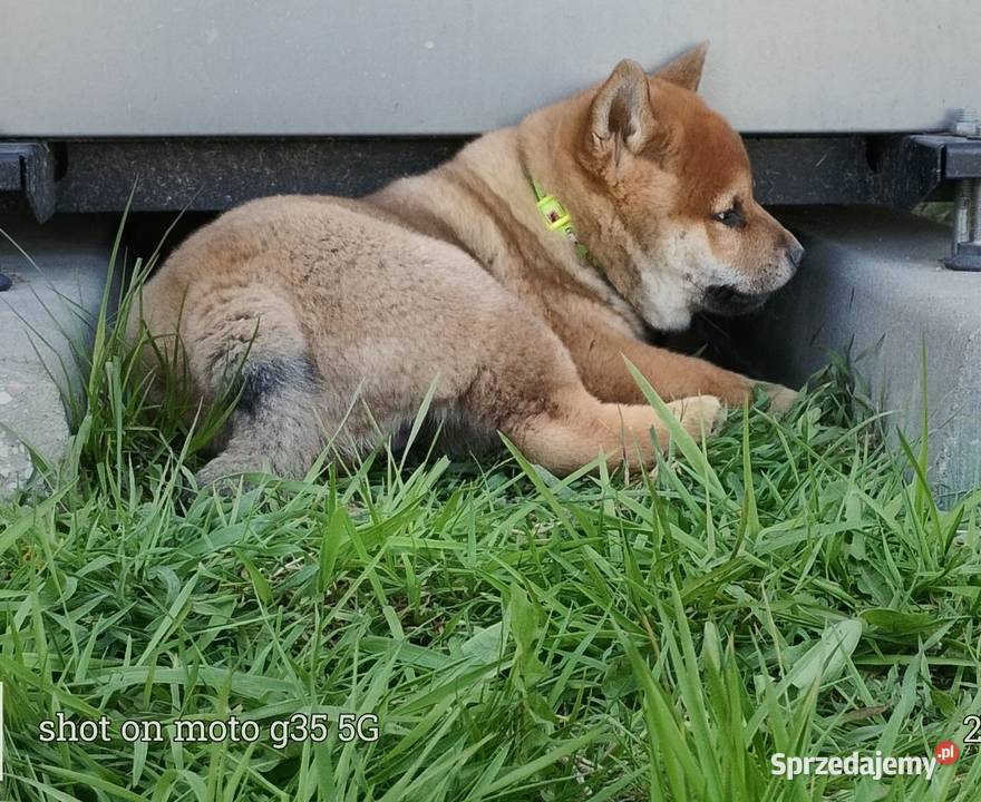 SHIBA INU Nowy miot przyjmujemy zamówienia Bychawka Trzecia