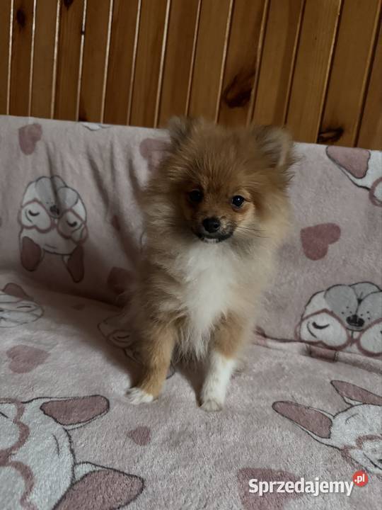 Szpic miniaturowy pomeranian komplet szczepień Częstochowa