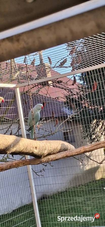 Aleksandretta obrozna samczyk z DNA Ptaki małopolskie Złotniki sprzedam