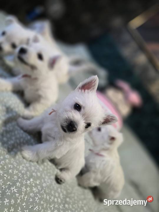 West Highland White Terrier szczeniaki West Highland White Terrier zachodniopomorskie