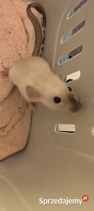 Dwa Szczury Dumbo Syjamskie Rasowe REX Legnica