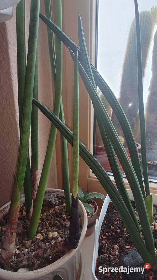 Sansevieria bacularis z kolekcji odrost liść 54 mazowieckie Warszawa sprzedam