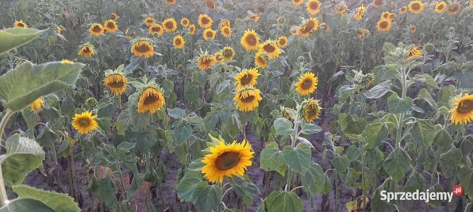 Słoneczniki ozdobne Lubelskie lubelskie Lublin