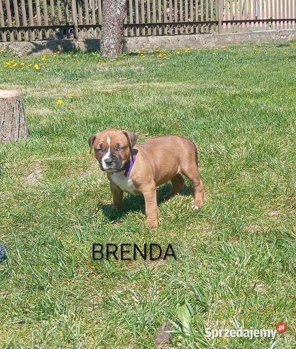 American Staffordshire Terrier podlaskie Białystok sprzedam
