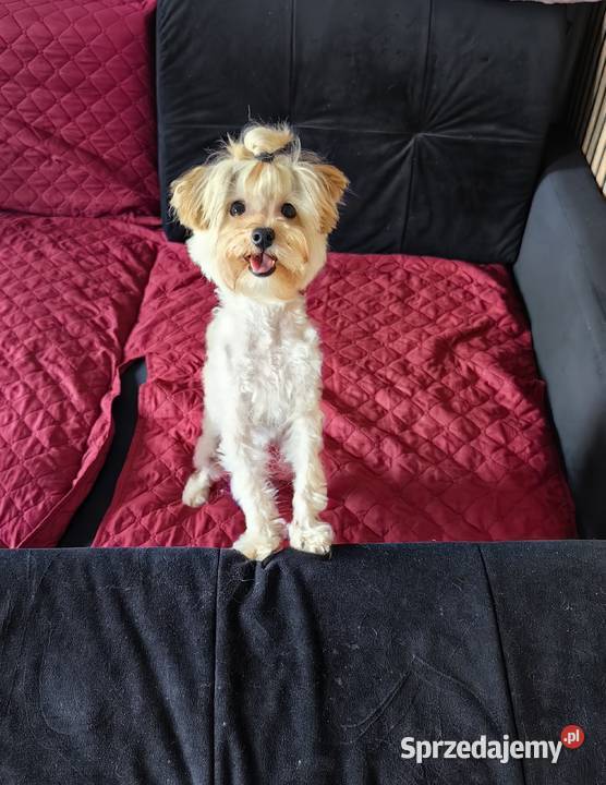 Maltipoo F1 biszkoptowy chłopczyk drobniutki podlaskie Białystok sprzedam