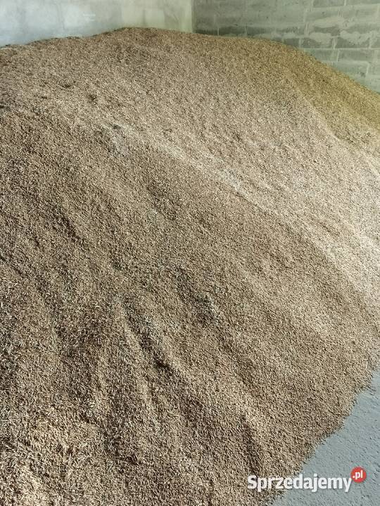 Owiesżyto mieszanka zbożowa Mzurki