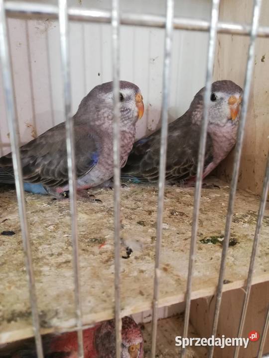 Sprzedam lilianki Nowy Sącz sprzedam