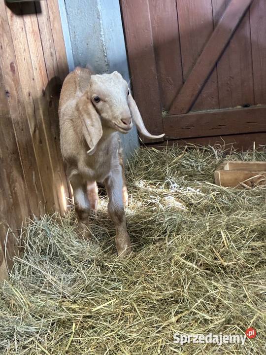 Koziołki An Domanowice