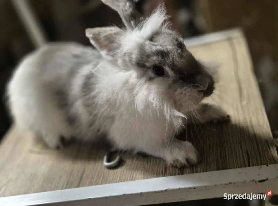 Królik miniaturka podkarpackie Frysztak