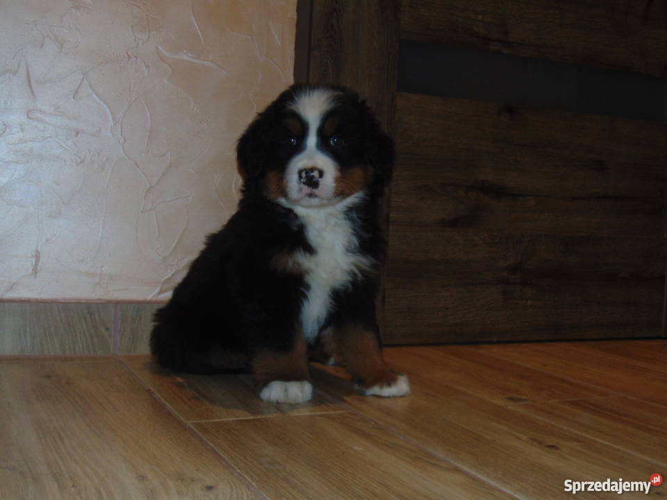 Szczeniaki Berneński pies pasterski