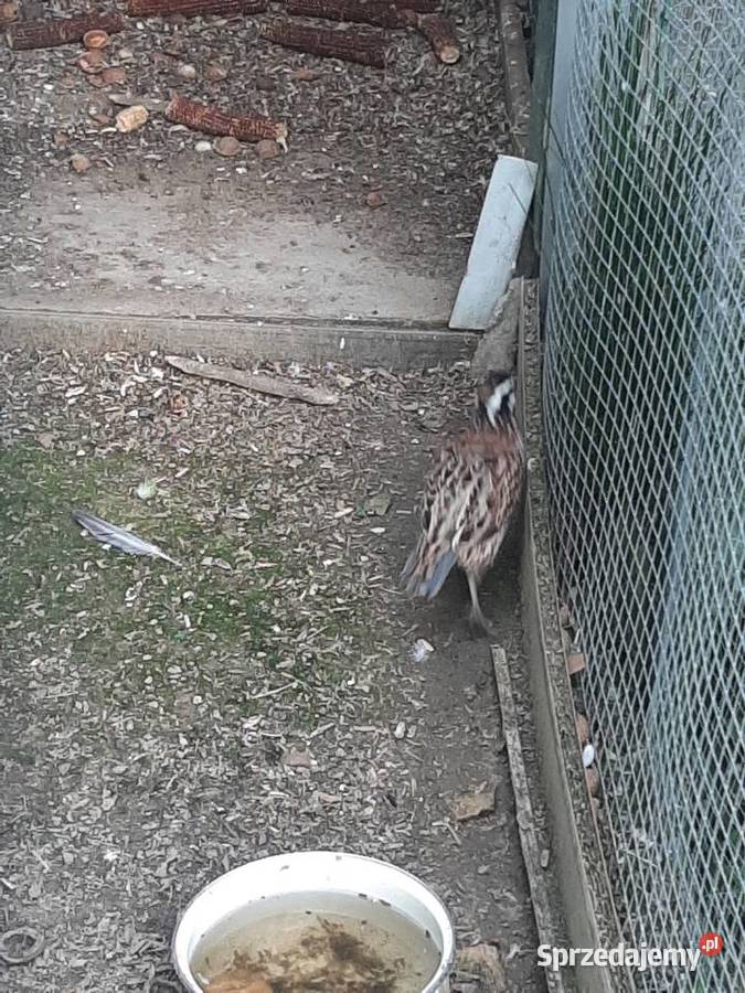 Przepiór wirginijski Skała