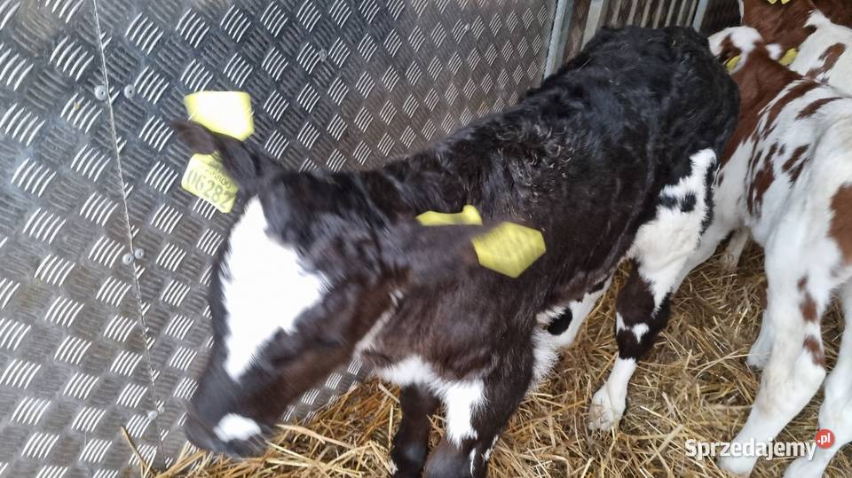 sprzedam cielaki byczki mięsne POLSKIE Bydło