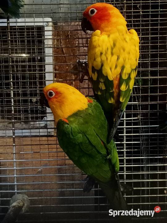 Papugi konury nimfy i inne sprzedam