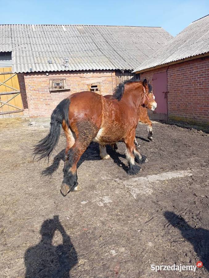 Klacze zimnokrwiste Annopol