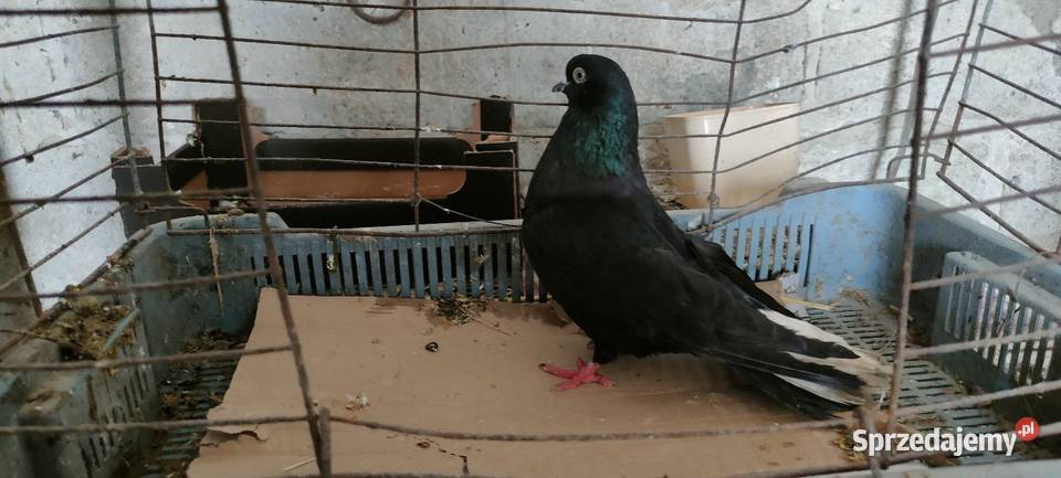 Sprzedam orliki lubelskie Tokarówka