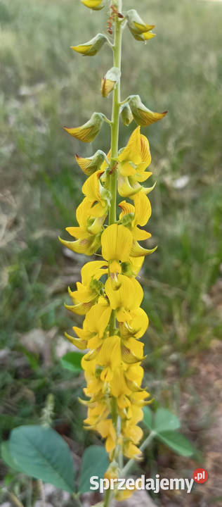KROTOLARIA RÓZGOWATA Crotalaria juncea NASIONA Nasiona kujawsko-pomorskie Lubanie