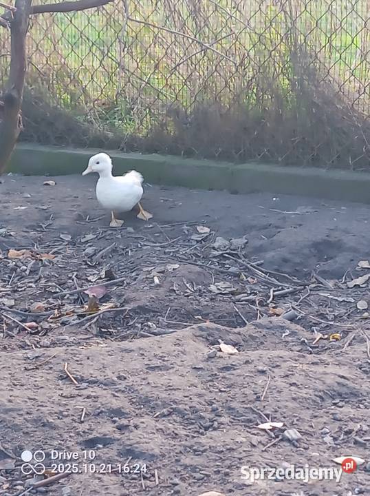 Sprzedam kaczkę karolinke Ptaki