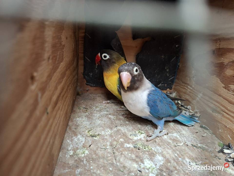 Papugi Nierozlaczki Fisher i czarnoglowki Śmigiel