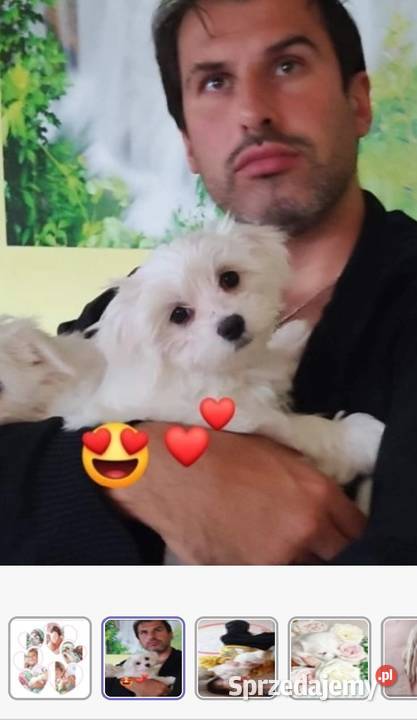 Maltańczyk szczeniaczki z rodowodem Kowary