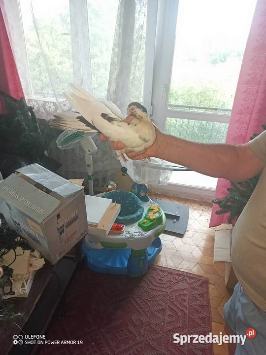 Gołębie zamojskie Płoskie