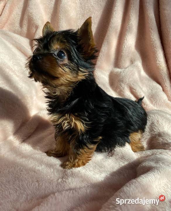 Alutka i siostry Yorkshire Terrier czekają na Oława sprzedam