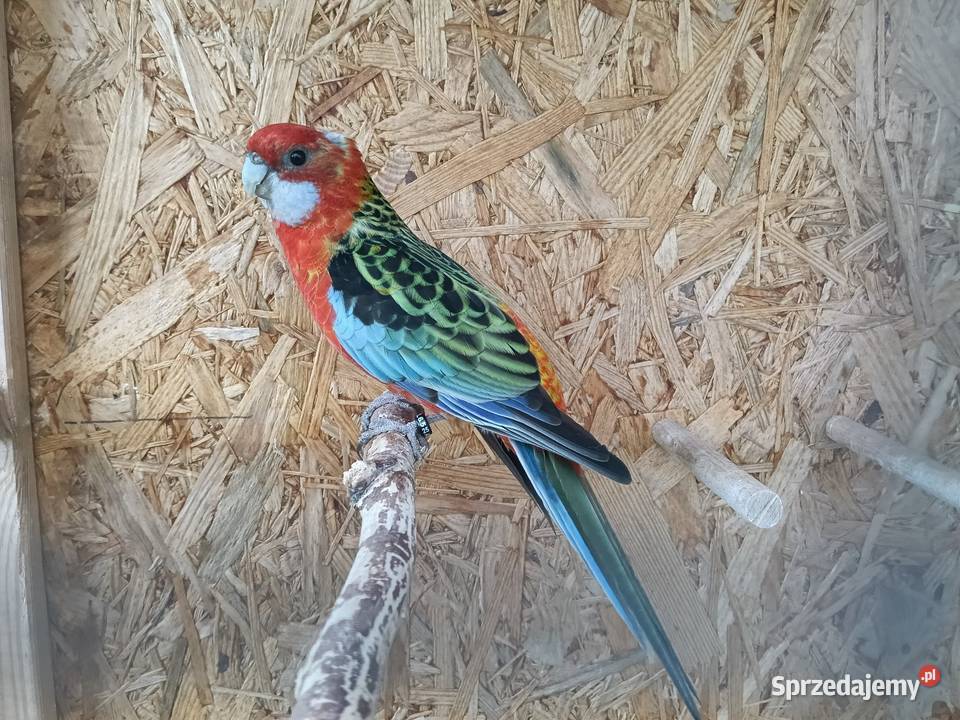 Papugi Rozella para małopolskie
