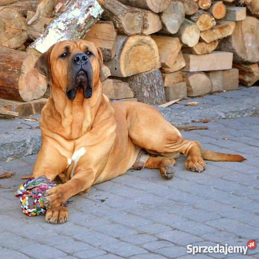 szczeniakiTosa Inu DOLINA ROSY Stoczek Łukowski