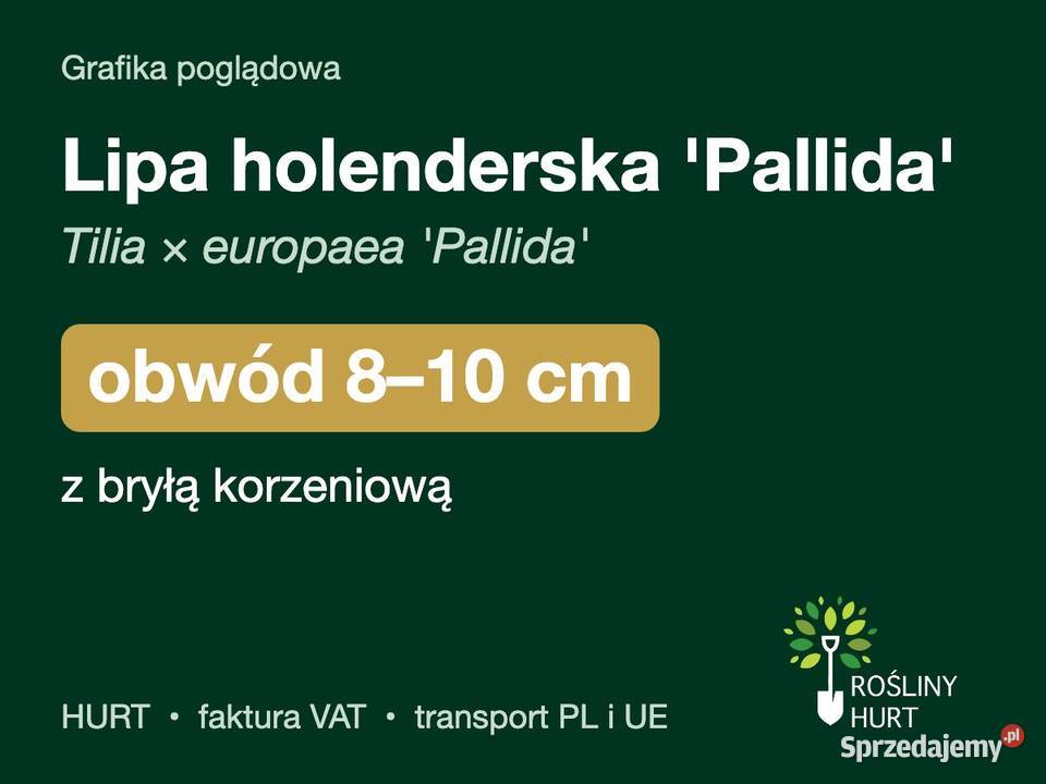 Lipa holenderska Pallida obwód 810 z bryłą HURT