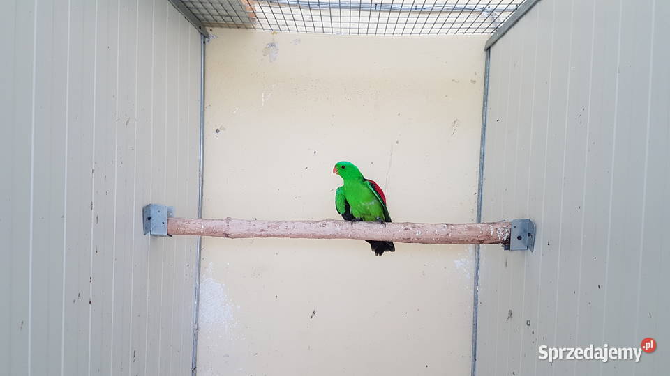 Szkarłatka królewska krasnopiórka Ptaki