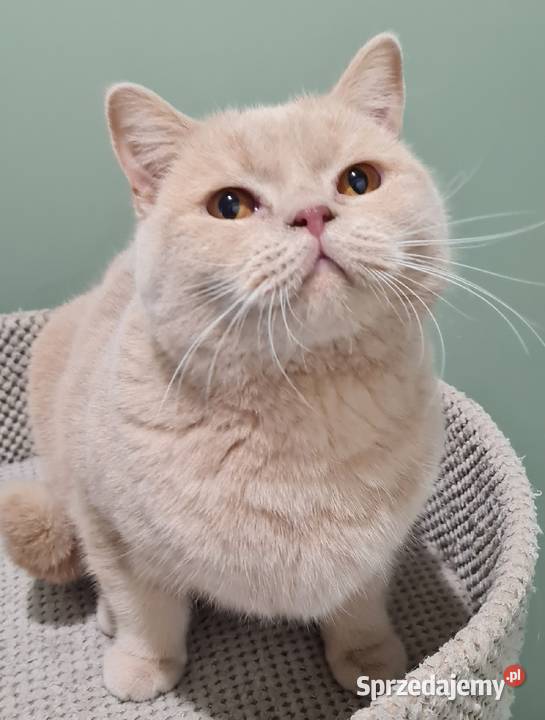 Kocur brytyjski kremowy wielkopolskie Wierzyce