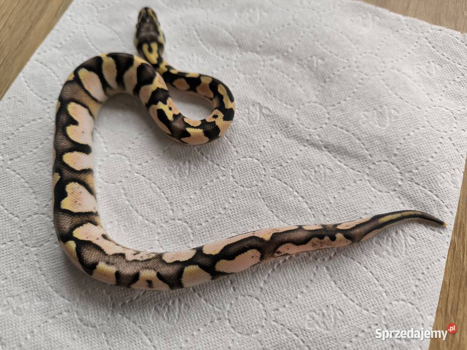 Pyton królewski Calico Pastel poss het Clown Makowiec