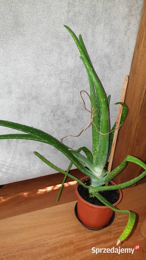 Duży aloes wysokość 49