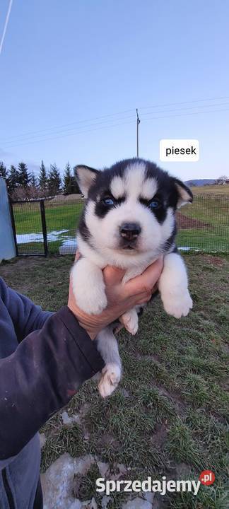 Rasa Husky Siberian Męcina