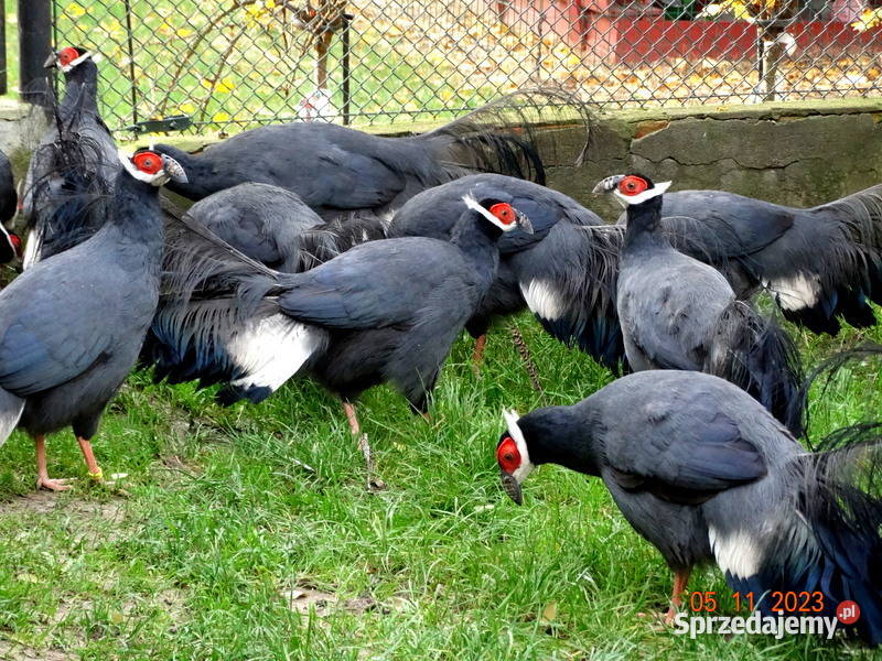 Sprzedam Bażanty Uszaki Siwe z 2023r Bażant