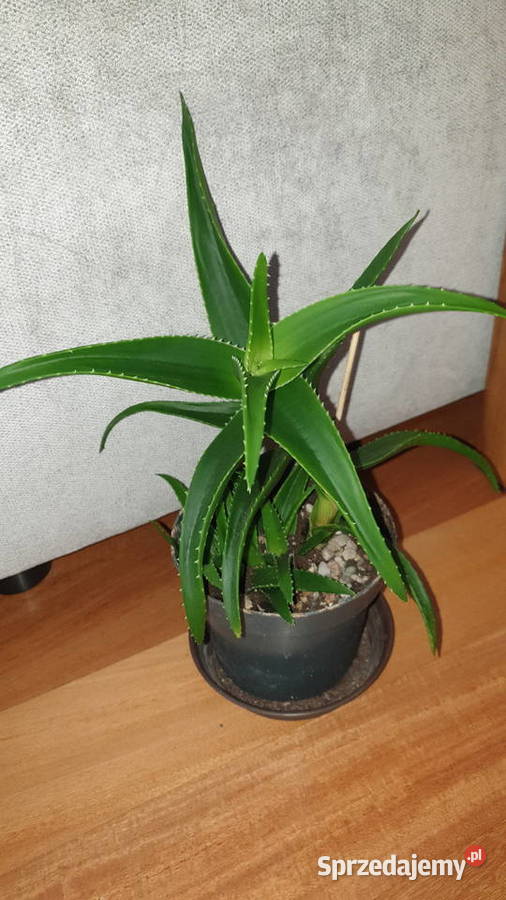 Aloes zielony roślina rosnąca wysokość 30 Warszawa