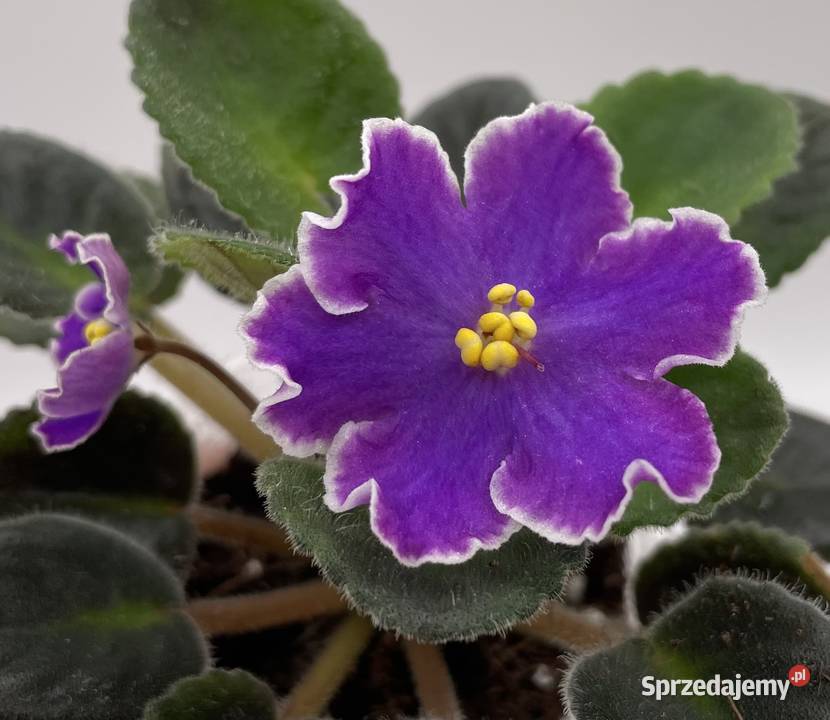 Fiołek afrykański kwitnąca sadzonka sprzedam