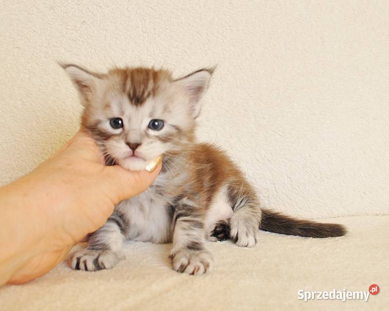 Sliczny kocurek z Rodowodem WCFPZF Legalna Maine Coon Białystok