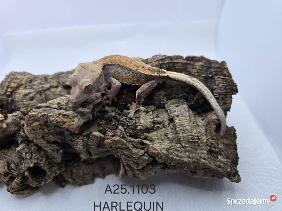 Gekony orzęsione Zawiercie