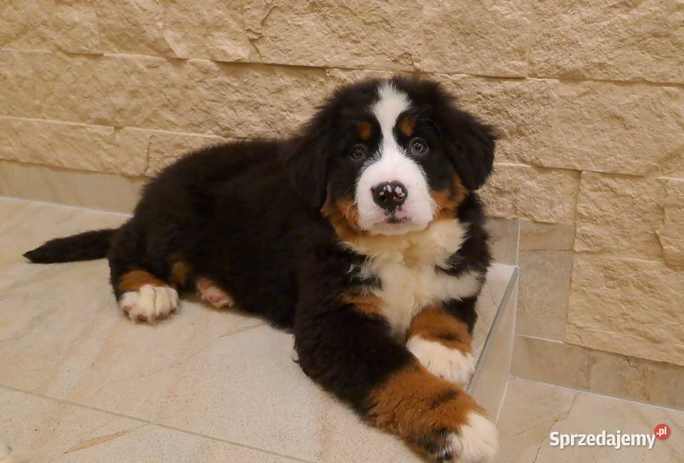Berneński Pies Pasterski z rodowodem łódzkie