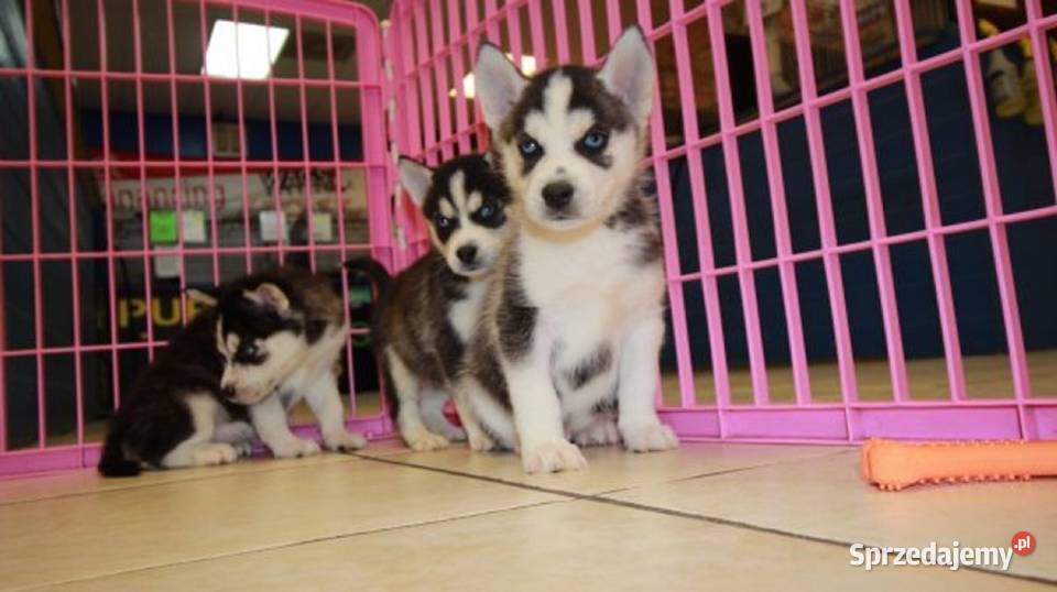 Zarejestrowane szczenięta rasy Siberian Husky Gręblów