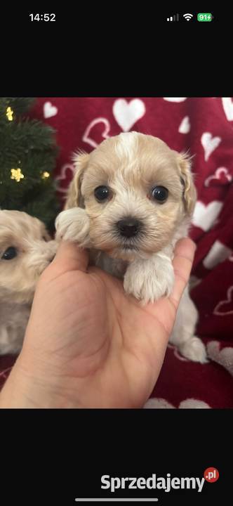 Maltipoo Sunia F1 śląskie Częstochowa sprzedam