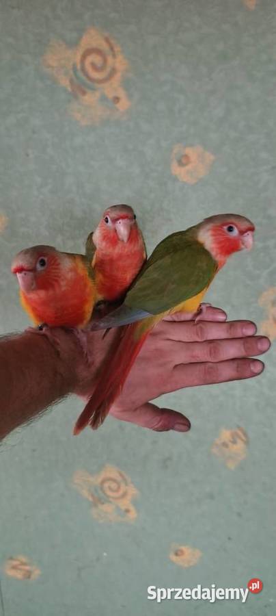 Papugi rudosterki ręcznie karmione Tychy