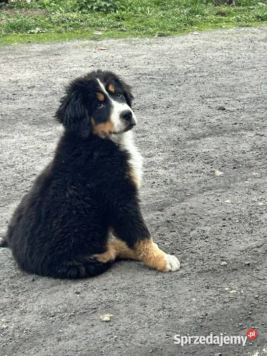 Berneński Pies Pasterski wielkopolskie Kalisz