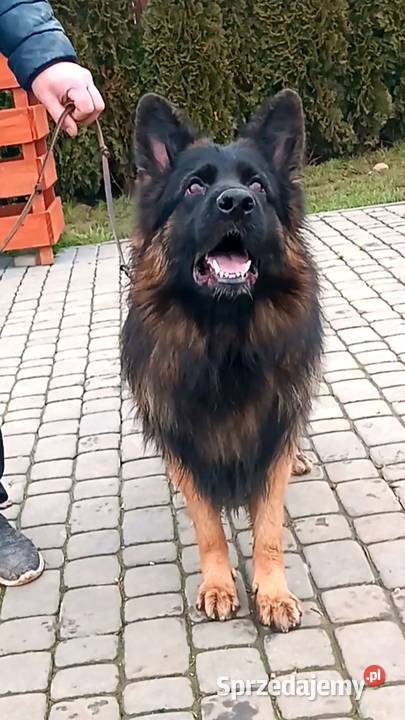 Owczarek niemiecki długowłosy ZKwP FCI