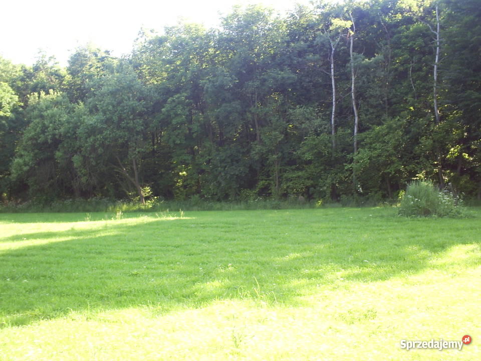 działka pod lasem utwardzona Szreniawa sprzedam