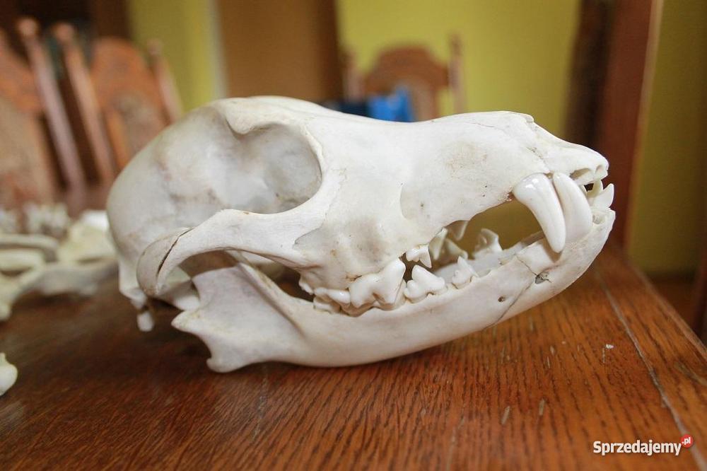 Czaszka i kości PSA WETERYNARIA Warszawa