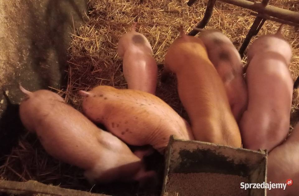 Prosięta prosiaki 6 sztuk Strzałkowo